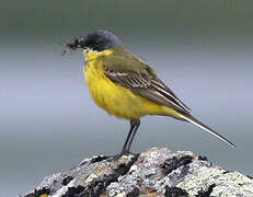 Western Yellow Wagtail