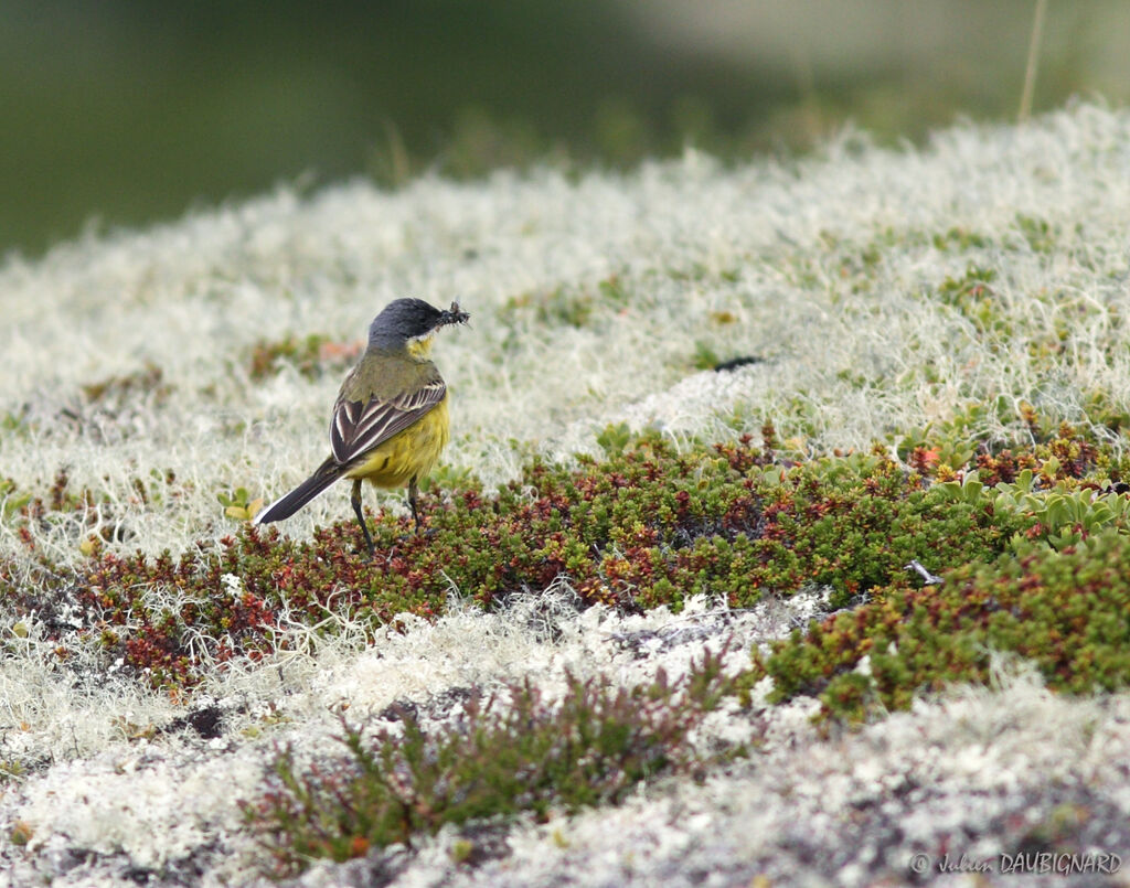 Western Yellow Wagtailadult, identification