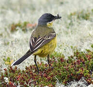 Western Yellow Wagtail