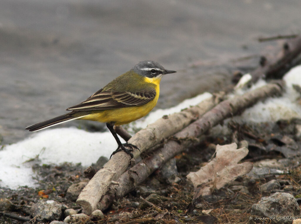 Western Yellow Wagtail, identification