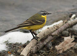 Western Yellow Wagtail