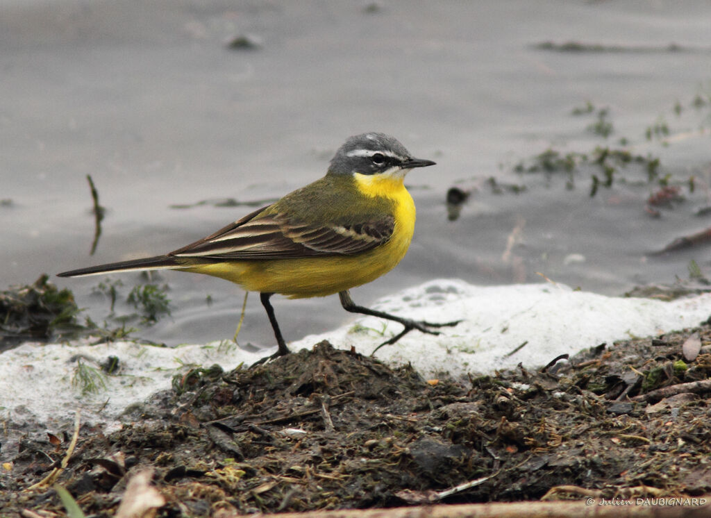 Western Yellow Wagtail, identification