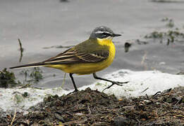 Western Yellow Wagtail