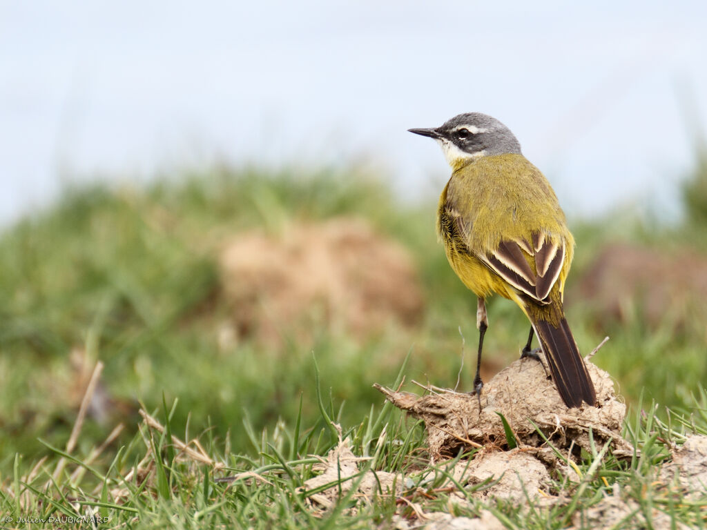 Western Yellow Wagtailadult, identification