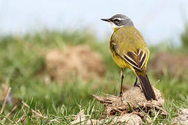 Western Yellow Wagtail