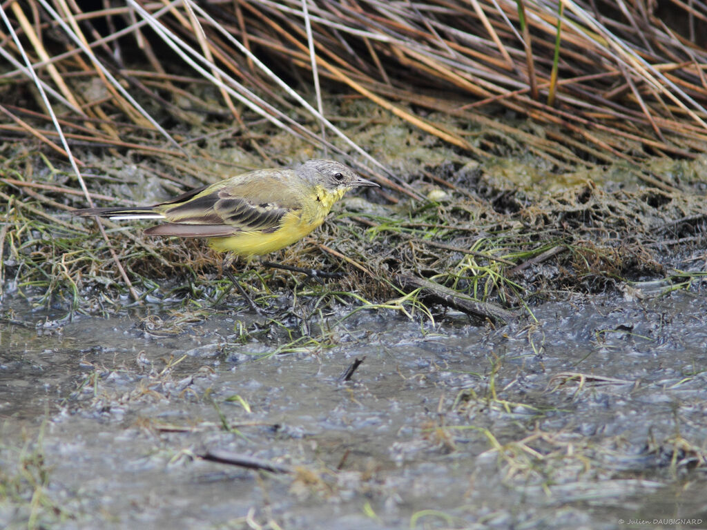 Western Yellow Wagtail, identification