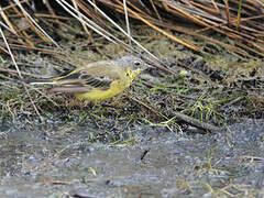 Western Yellow Wagtail