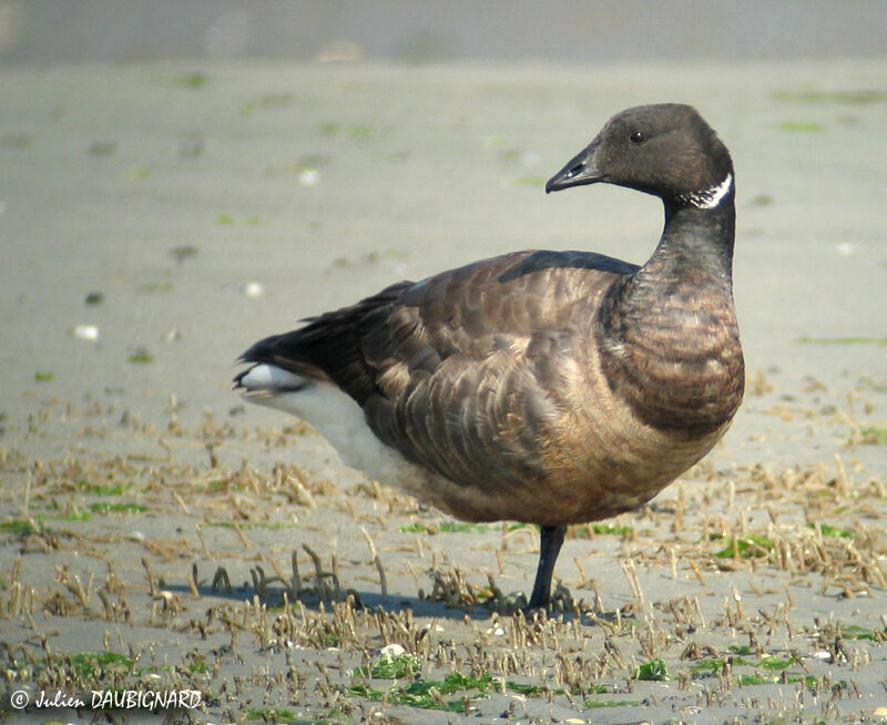 Brant Goose