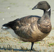 Brant Goose