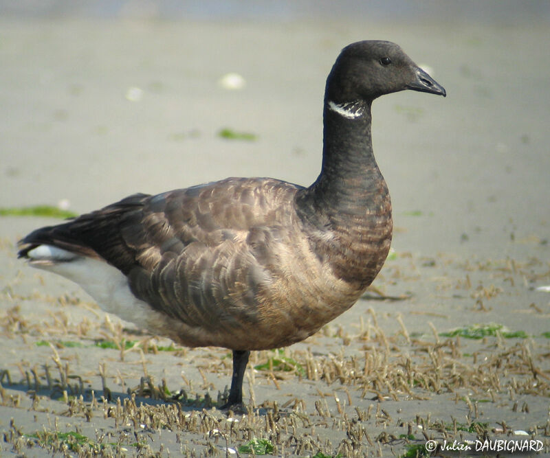 Brant Goose