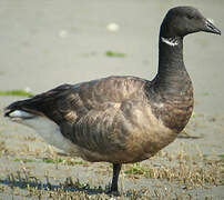 Brant Goose