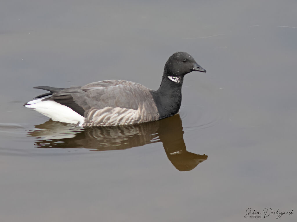 Brant Goose