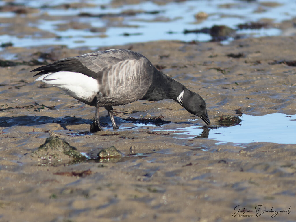 Brant Goose