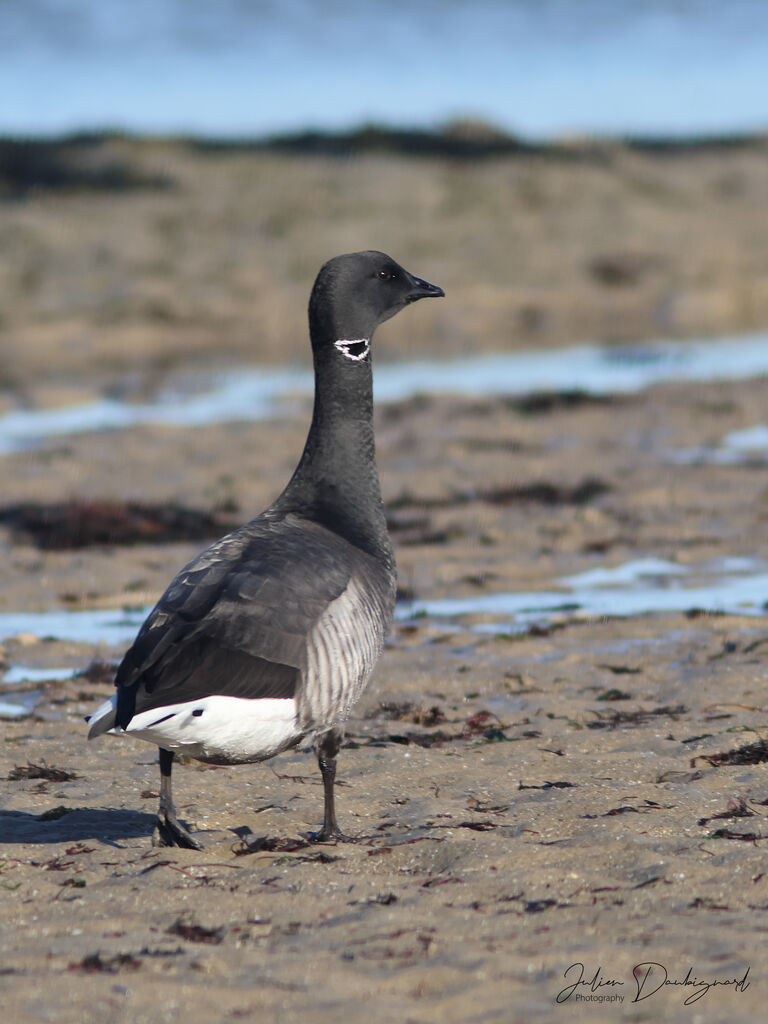 Brant Goose