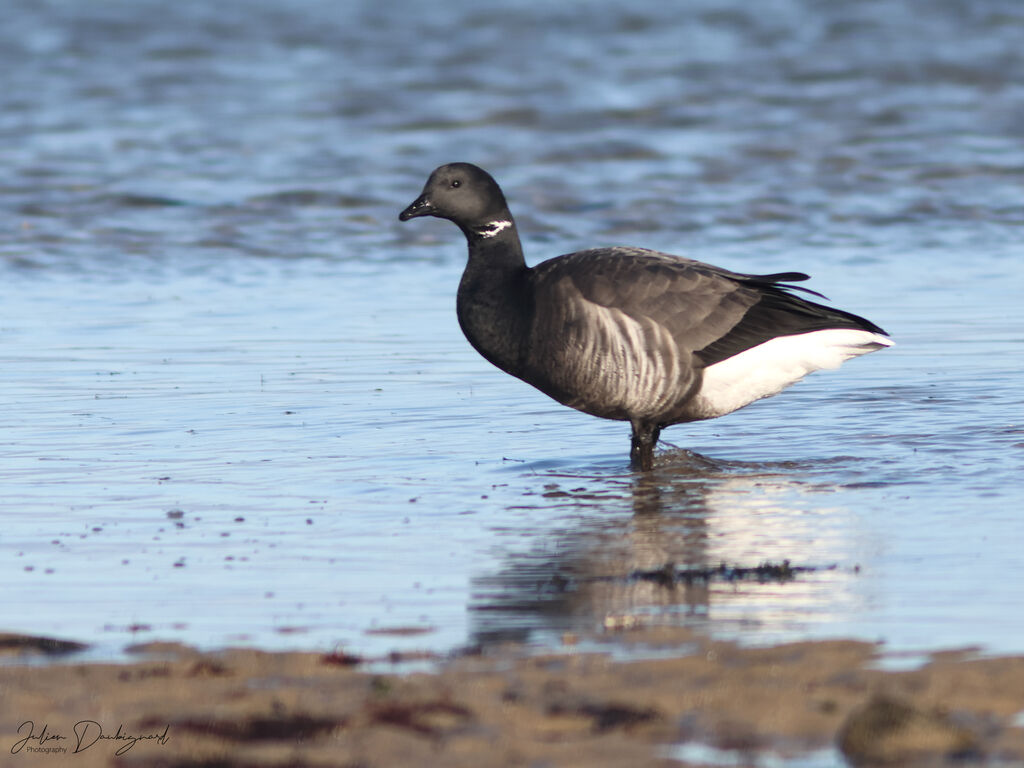 Brant Goose
