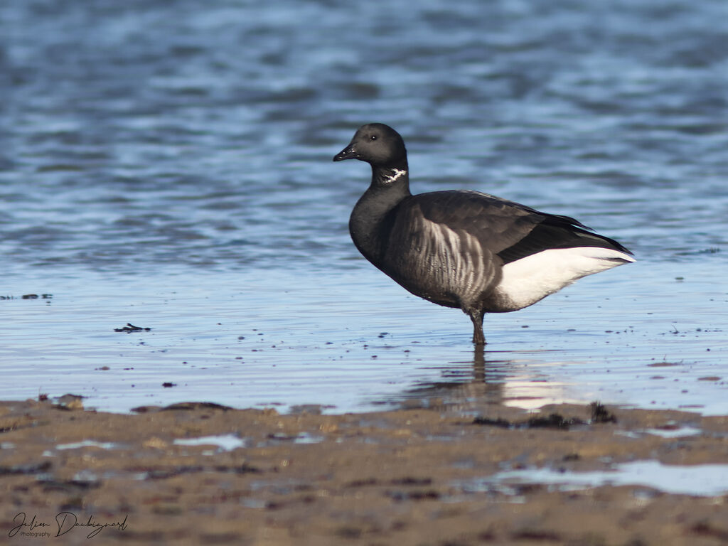 Brant Goose