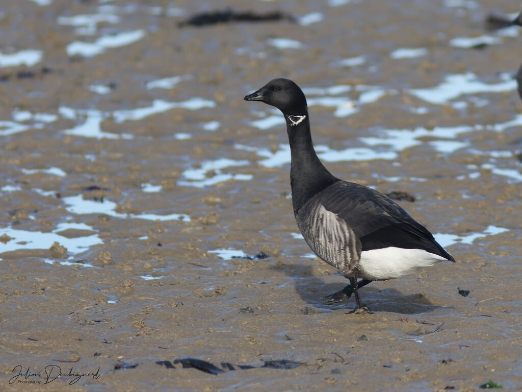Brant Goose