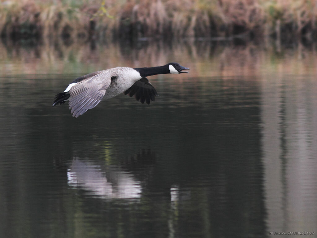 Canada Gooseadult, Flight