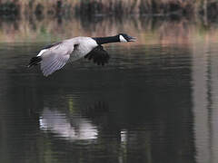 Canada Goose