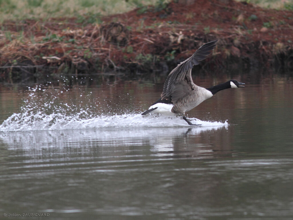 Canada Gooseadult, Flight