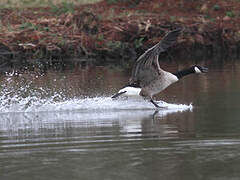 Canada Goose