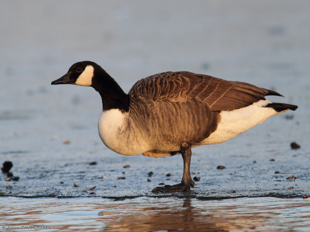 Canada Goose, identification