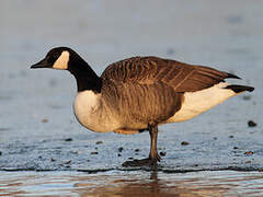 Canada Goose