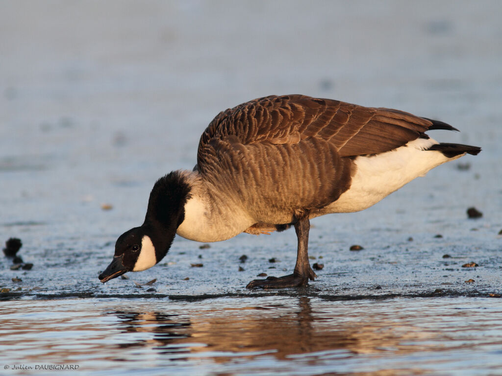 Canada Goose, identification