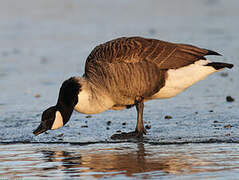 Canada Goose