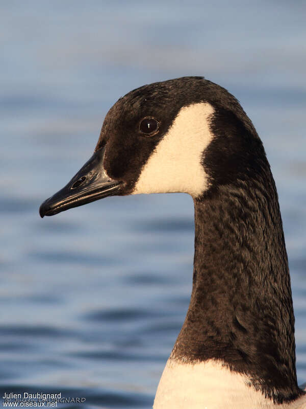 Canada Gooseadult, close-up portrait