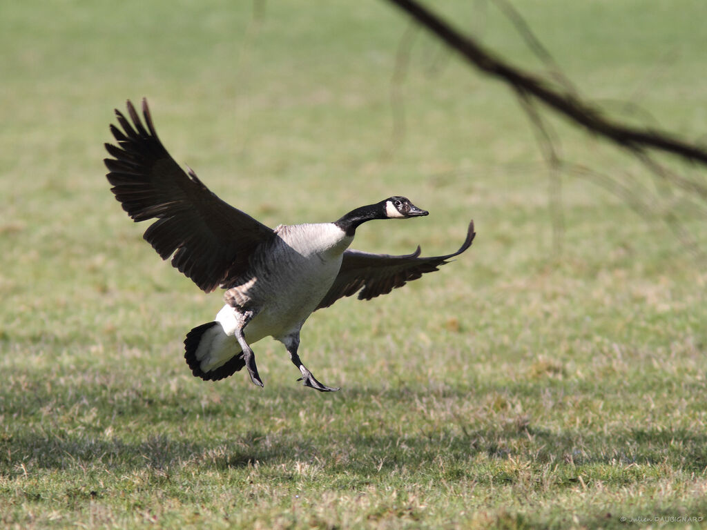 Canada Goose, Flight