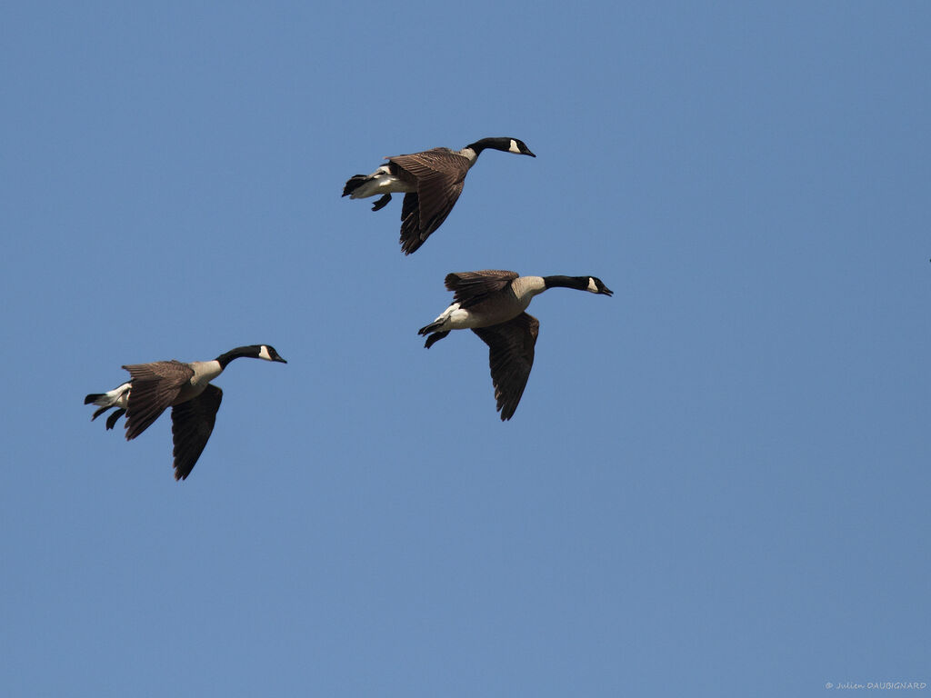 Canada Goose, Flight