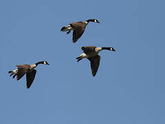 Canada Goose