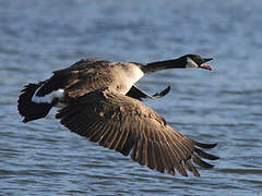 Canada Goose