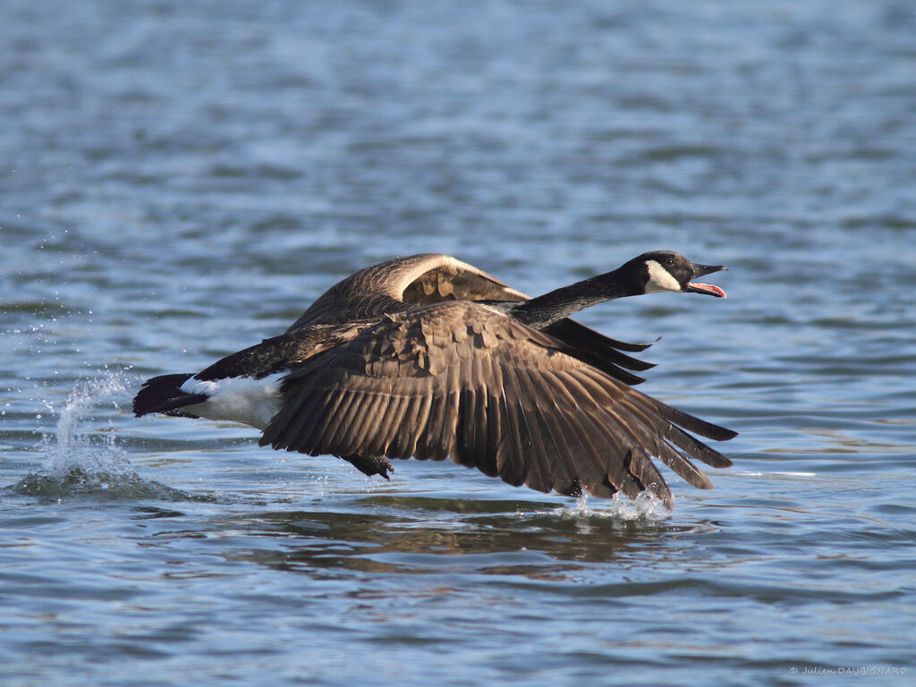 Canada Goose, Flight