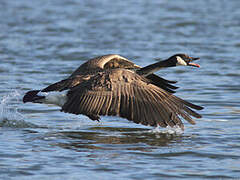 Canada Goose