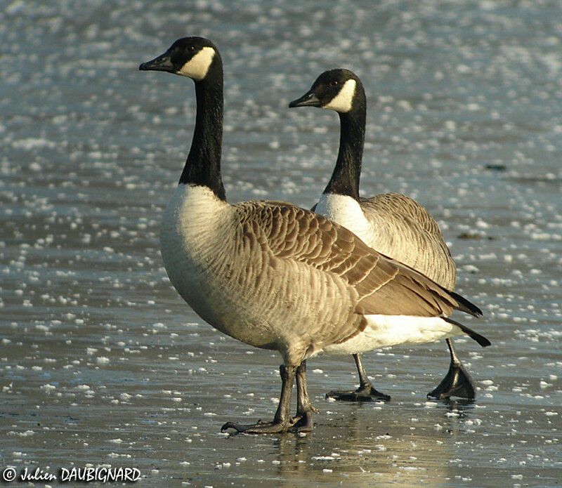 Canada Goose