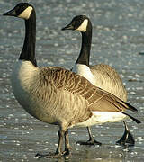 Canada Goose