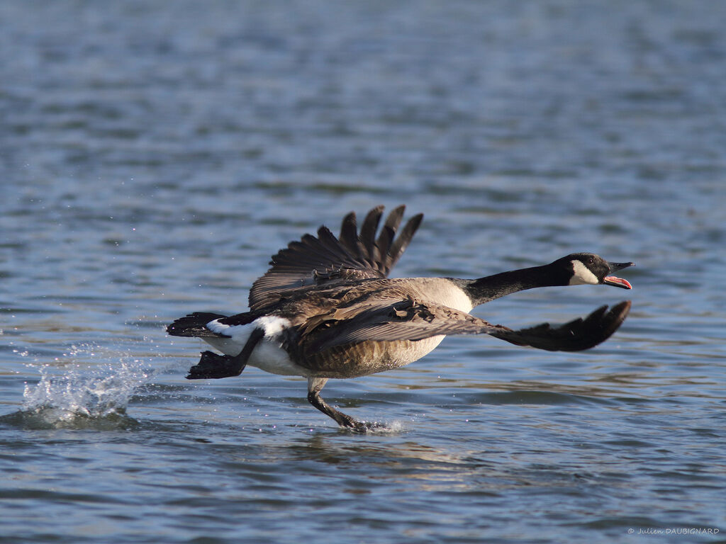 Canada Goose, Flight