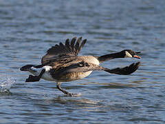 Canada Goose