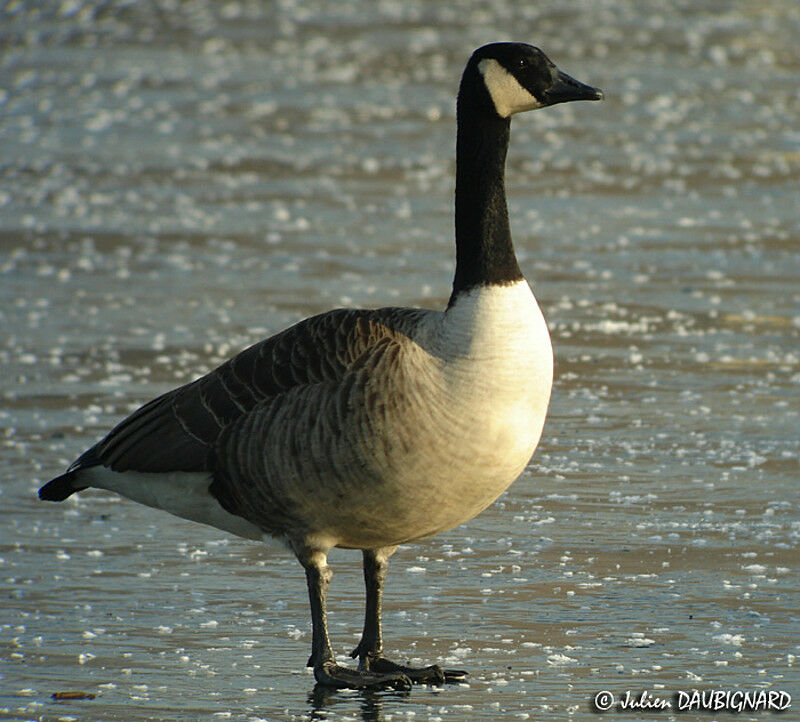 Canada Goose