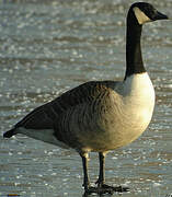 Canada Goose