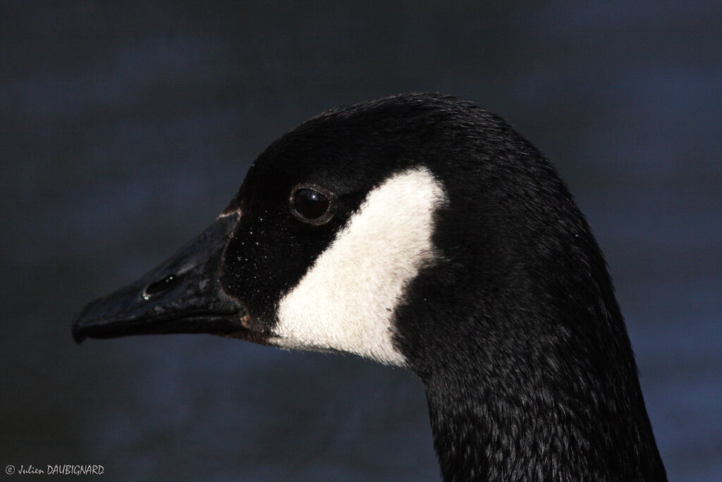 Canada Goose, identification