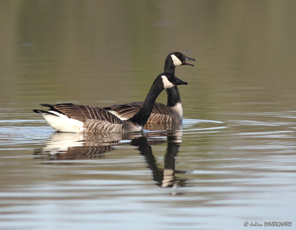 Canada Goose, identification