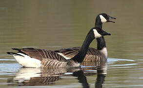 Canada Goose