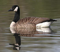 Canada Goose