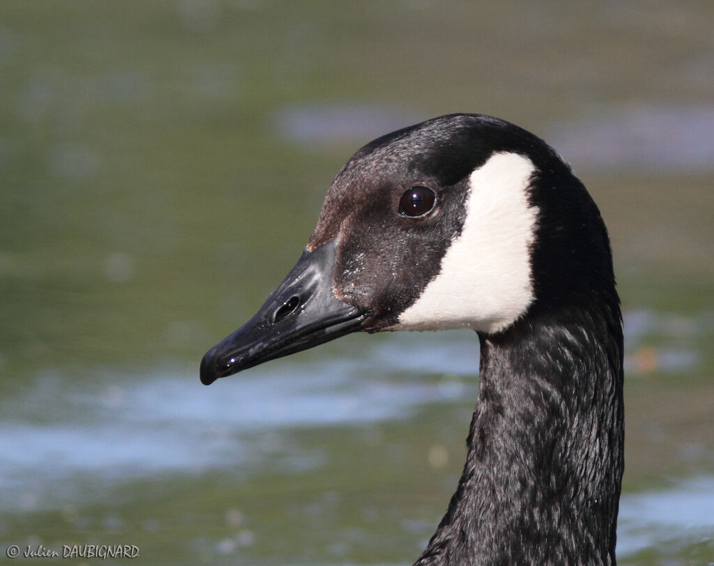 Canada Goose