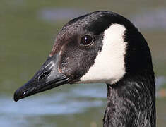 Canada Goose