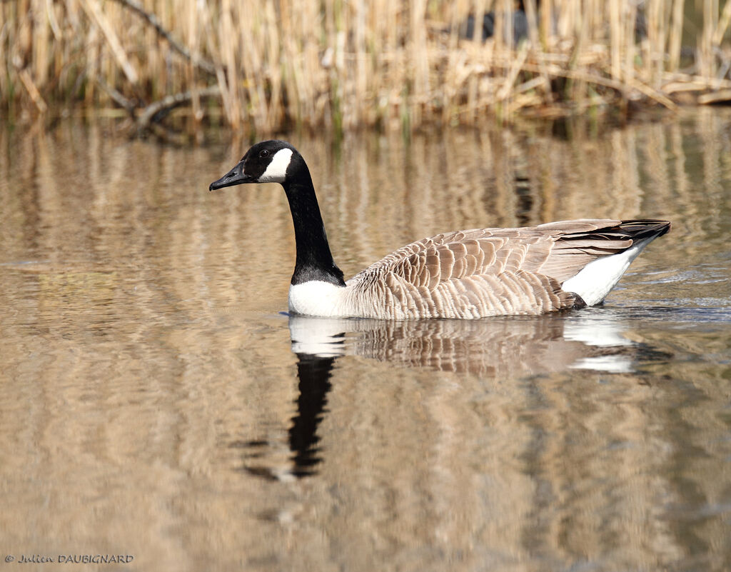 Canada Goose, identification