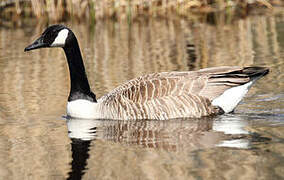 Canada Goose